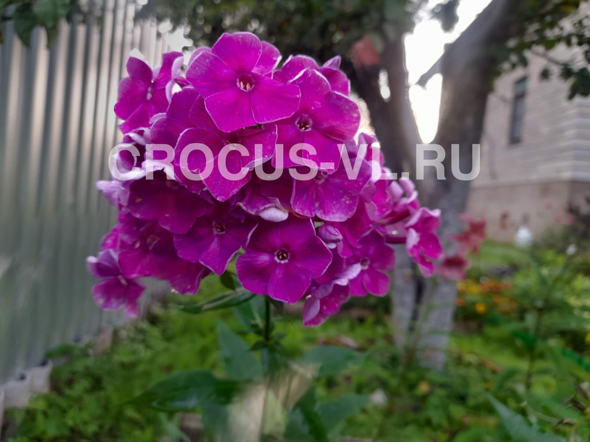 Флокс метельчатый «Флоксана»